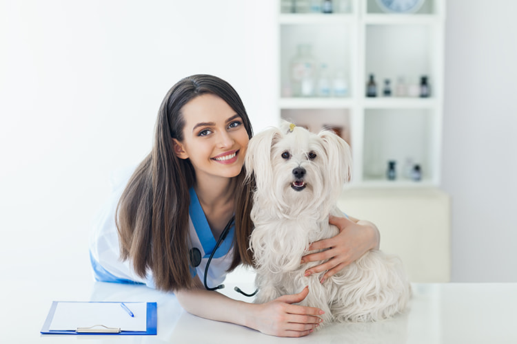 Is Pet Insurance Right for You?